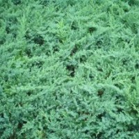 供應(yīng)，金葉復(fù)葉槭，《興安柏，沙地柏》，紫葉稠李，《興安柏，爬