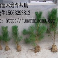 供應(yīng)黑松苗木
