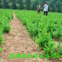 康禾苗木直供 云杉綠化苗
