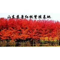 美國(guó)紅楓|秋火焰紅楓扦插小苗（帶營(yíng)養(yǎng)杯，包成活）美國(guó)改良紅楓