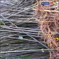 黃柏苗|黃柏樹苗|黃柏苗價格