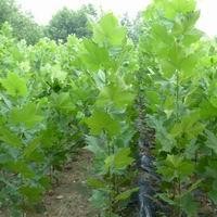 供應(yīng)大量速生法桐苗，白蠟苗，國(guó)槐苗，北欒苗