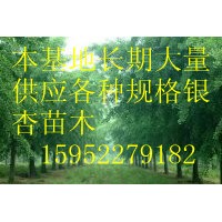 15公分銀杏實(shí)生樹(shù)