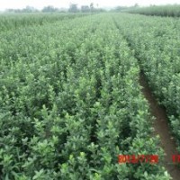 工程綠化大葉黃楊苗