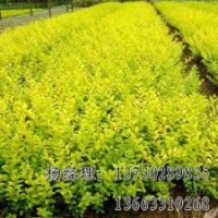 垂柳專業(yè)供應(yīng)海源物美價(jià)廉