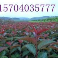 紅衣主教海棠、皇家雨點海棠