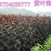 王族海棠苗/光輝海棠苗