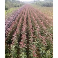 1-2公分冬紅海棠10萬棵、西府海棠10萬棵、王族海棠9萬棵