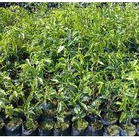 土沉香樹苗，白木香苗，土沉香苗