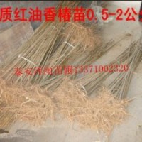 山東泰安香椿苗，泰安黑油香椿苗，泰安紅葉香椿苗