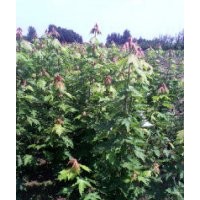 紅楓1.5-2米小苗