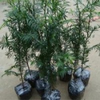 低價(jià)供應(yīng)南方紅豆衫，紅豆衫苗，紅豆衫盆栽苗