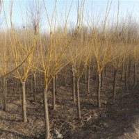 河北琴琴苗木基地國槐欒樹垂柳,金葉槐金葉榆,五角楓白蠟