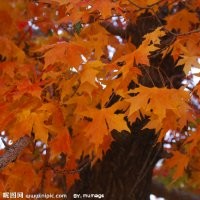 供應(yīng)國槐、五角楓