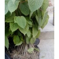 云南珙桐鴿子樹