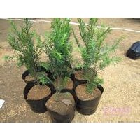 曼地亞紅豆杉小苗批發(fā)