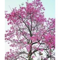 美人樹（美麗異木棉） 小苗批發(fā)