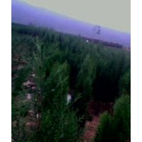 供應(yīng)：側(cè)柏 金葉女貞 花椒苗