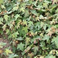 專業(yè)供應(yīng)五角楓小苗 專業(yè)提供如何繁殖培育