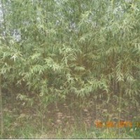 速生柳1到4年苗