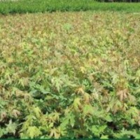 五角楓五角楓種籽1-2年生五角楓山西五角楓小苗