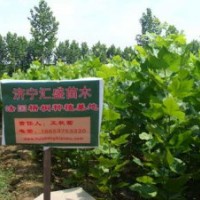 河南速生法桐苗速生法桐3公分價(jià)格