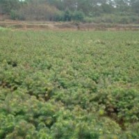 江西杉苗，江西造林苗，江西杉樹(shù)小苗，江西杉木苗