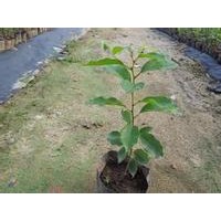 牛樟小苗批發(fā)