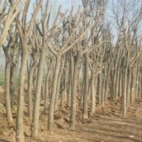 山西苗圃國槐價格國槐圖片哪里找