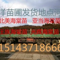 山丁子苗 產(chǎn)品 山丁子苗