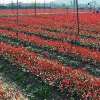 供應50公分高紅葉石楠