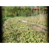 五角楓苗40-80公分高當(dāng)年生小苗低價(jià)批發(fā)供應(yīng)