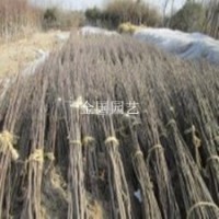 櫻花苗開(kāi)花艷麗的1.5米高櫻花苗基地粉花櫻花苗大花櫻花苗