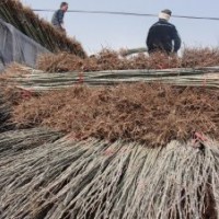 供應(yīng)新疆楊