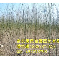 供應(yīng)0.6-5公分速生國槐 山東泰安速生國槐