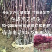 100株全國包郵紅楓樹苗0.5-2米高紅楓小苗嫁接紅楓苗