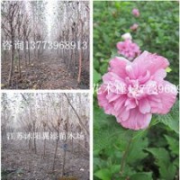 保鮮包成活紅花木槿樹苗批發(fā)重瓣紅花木槿苗價(jià)格