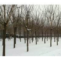 3-20公分國槐、1-3年帽國槐、黃金槐、香花槐