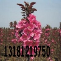 北美海棠苗/西府海棠苗/冬紅海棠苗