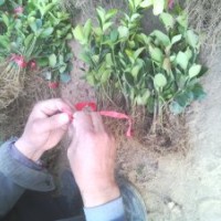 批發(fā)冬青苗