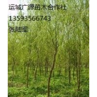 金絲垂柳出售、1-8公分金絲垂柳大量低價(jià)供應(yīng)