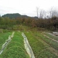 綠化苗木桂花苗,香樟苗,羅漢松