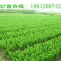 供應(yīng)龍柏苗