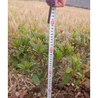 供應(yīng)四季 桂叢生苗