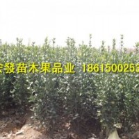 山東優(yōu)質(zhì)苗木大葉黃楊【冬青】