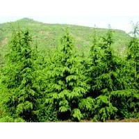 供應40公分油松，一米油松