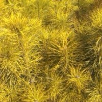 大量供應(yīng)樟子松 油松 云杉等綠化苗木