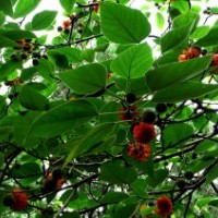 出售竹柳、構(gòu)樹