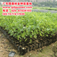 宮粉紫荊—宮粉紫荊小苗—宮粉紫荊種苗