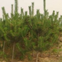 供應(yīng)40-100厘米黑松苗